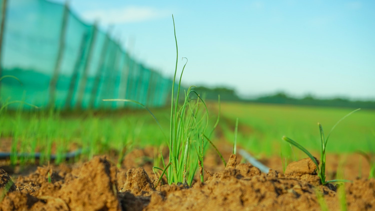 Un jeune plant au pied des filets de culture.