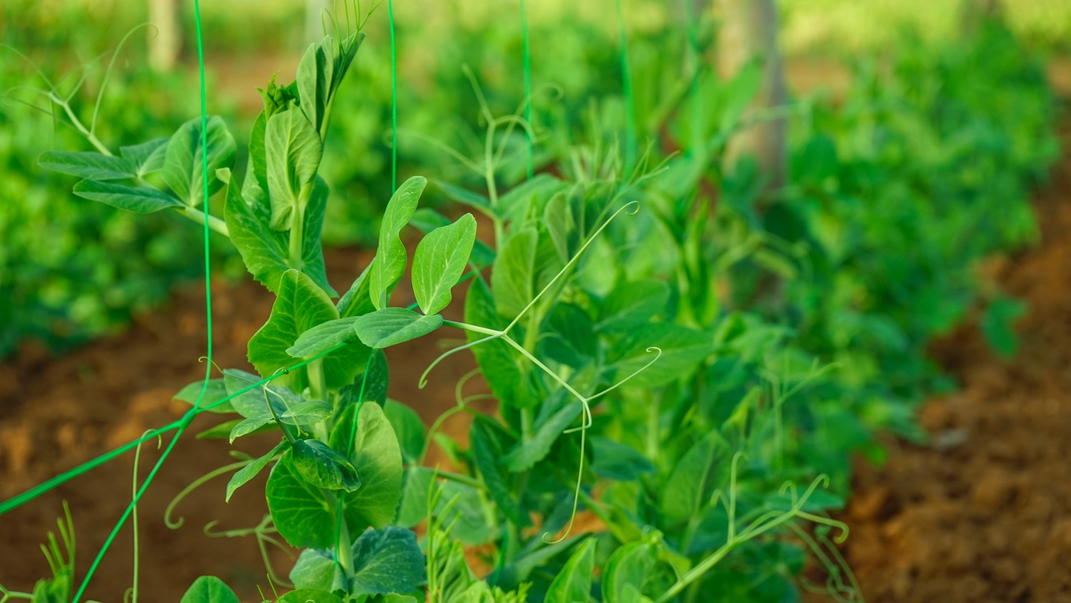 Un regard rapproché sur les plants de l’exploitation.